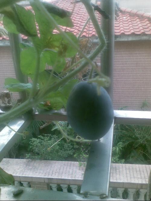 阳台战神吃瓜,揭秘娱乐圈幕后风云