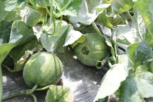 蜜瓜什么时节吃,探寻最佳时节品尝蜜瓜的奥秘