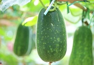 吃瓜吃的是哪个瓜,揭秘“吃瓜群众”的瓜源之谜