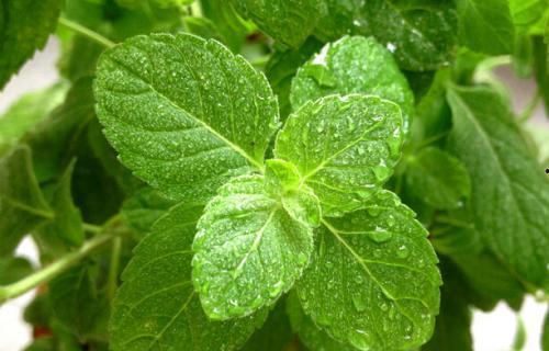 叶叶吃瓜视频,揭秘娱乐圈幕后故事