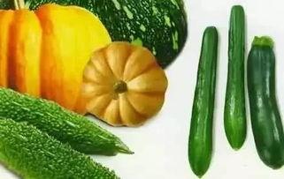 冬听雪夏吃瓜,冬听雪夏吃瓜，尽享人间风味