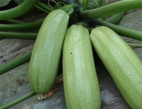 吃焦瓜的好处,解锁健康与美味的双重益处