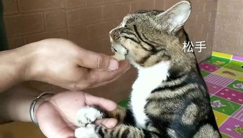 猫吃蜜瓜,萌宠美食新体验