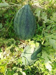 泉州吃瓜活动,吃瓜活动带你领略闽南风味