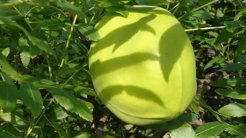 梦到摘野瓜吃,揭秘摘野瓜吃的神秘寓意