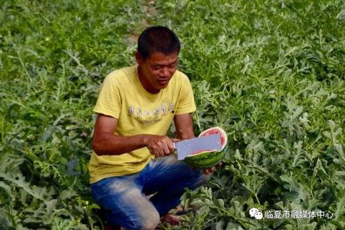 临夏吃瓜爆料,揭秘当地美食背后的故事