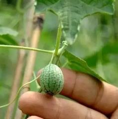 连皮一起吃的瓜是什么瓜,美味独特的瓜类揭秘