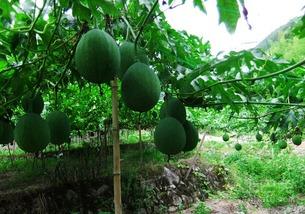 吃吊瓜身上黄,揭秘身体黄变之谜