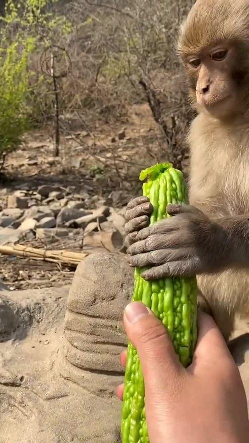 猴子吃瓜艺考,揭秘艺考生的酸甜苦辣