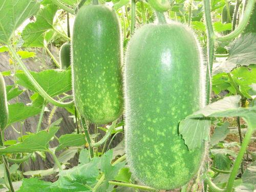 木必瓜吃哪里,揭秘其精华部位