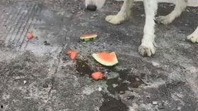 看狗吃瓜,揭秘宠物界的八卦风云