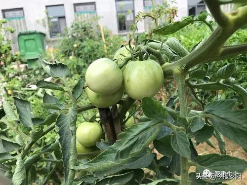 滑县牛屯吃瓜,瓜香四溢，品味乡村田园生活