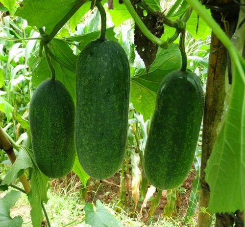 嘉哥吃瓜得瓜,瓜果飘香，收获满满