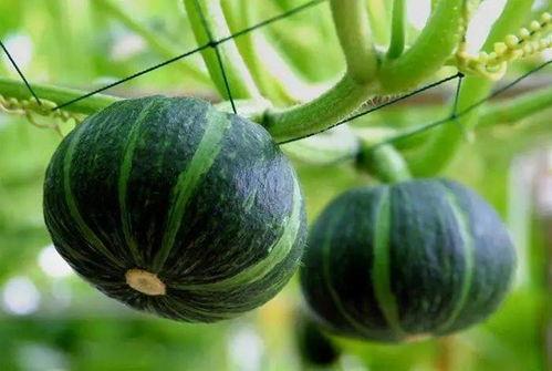 高贵的吃瓜,揭秘娱乐圈的甜蜜与苦涩