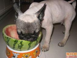哈巴狗吃瓜