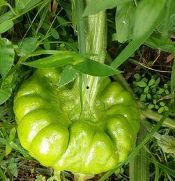 减肥吃姜柄瓜,天然美味，健康瘦身新选择