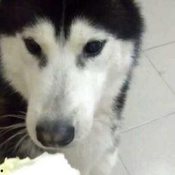 小狗吃白菜小瓜