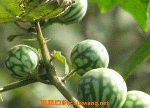 马泡瓜怎么吃,解锁美味新体验